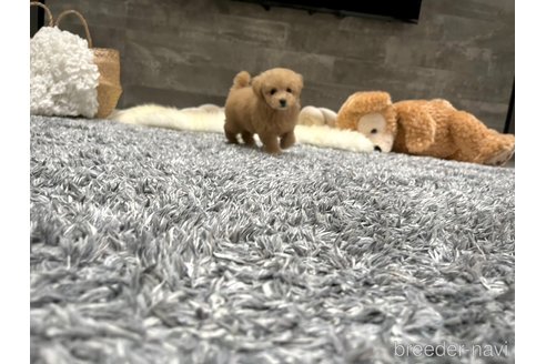 成約済の滋賀県のタイニープードル-332274の2枚目