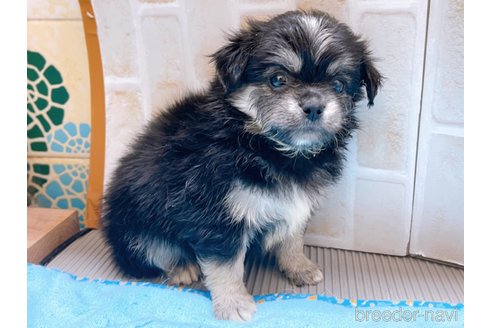 成約済の東京都のミックス犬-331510の2枚目