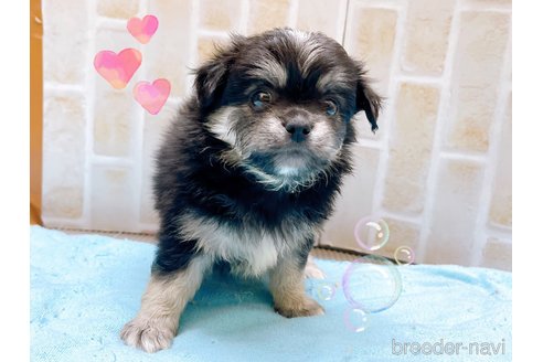 成約済の東京都のミックス犬-331510の3枚目