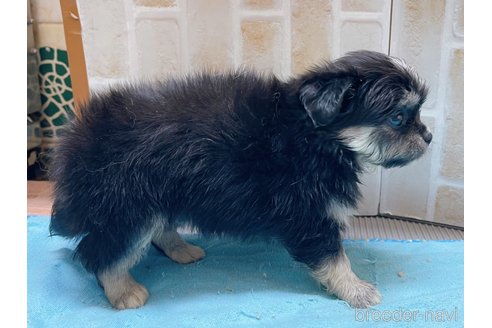 成約済の東京都のミックス犬-331510の4枚目