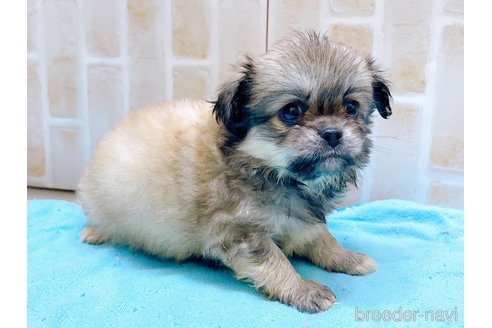 成約済の東京都のミックス犬-331511の2枚目