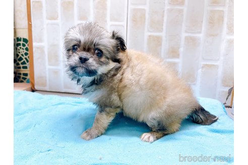 成約済の東京都のミックス犬-331511の3枚目