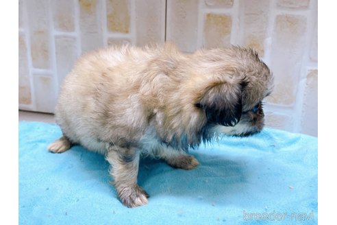 成約済の東京都のミックス犬-331511の4枚目