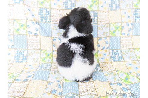 成約済の千葉県のチワワ(ロングコート)-329494の27枚目