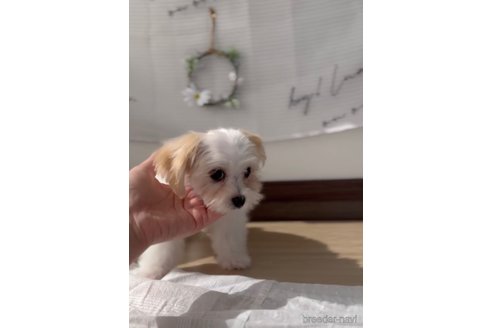 成約済の福岡県のマルキー:マルチーズ×ヨークシャーテリア-316649の9枚目