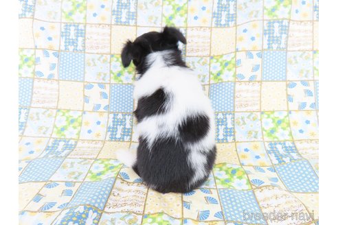 成約済の千葉県のチワワ(ロングコート)-329497の20枚目