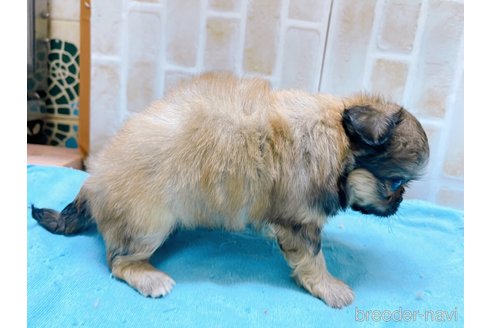 成約済の東京都のミックス犬-331508の2枚目