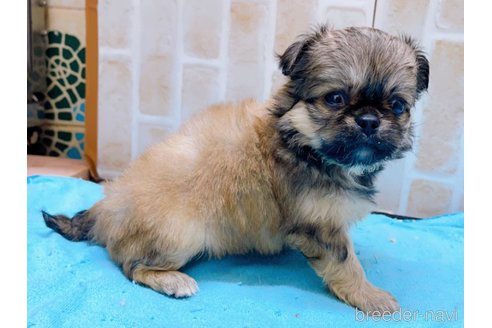 成約済の東京都のミックス犬-331508の3枚目