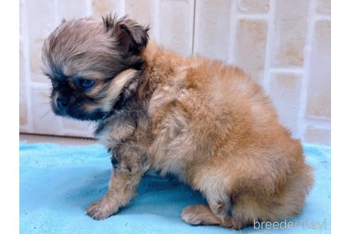 成約済の東京都のミックス犬-331508の4枚目