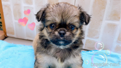 成約済の東京都のミックス犬-331508の1枚目