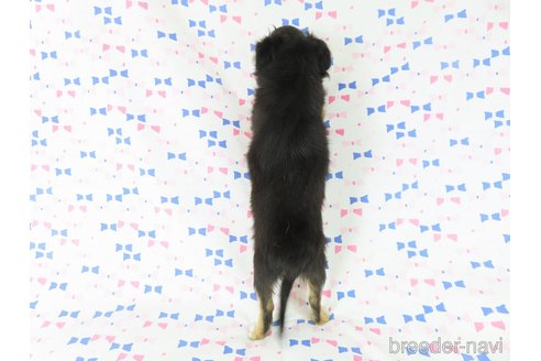成約済の千葉県のチワワ(ロングコート)-318585の5枚目