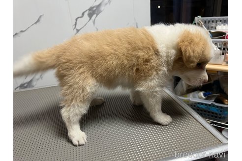 成約済の兵庫県のボーダーコリー-332303の3枚目