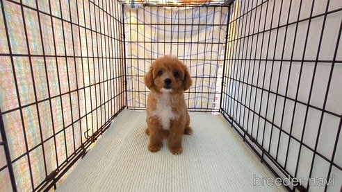 成約済の茨城県のミックス犬-324819の6枚目
