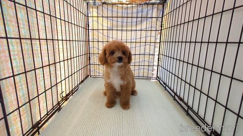 成約済の茨城県のミックス犬-324819の1枚目
