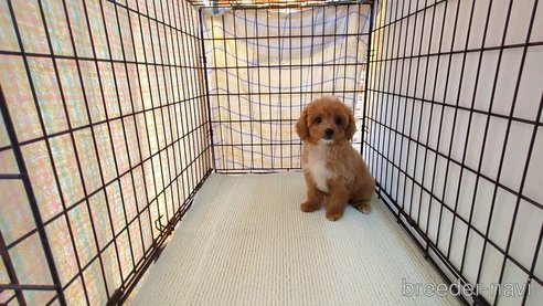 成約済の茨城県のミックス犬-324819の5枚目