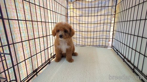 成約済の茨城県のミックス犬-324819の4枚目