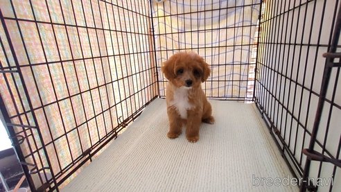 成約済の茨城県のミックス犬-324819の3枚目