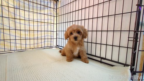 成約済の茨城県のミックス犬-324821の1枚目