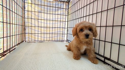 成約済の茨城県のミックス犬-324821の6枚目