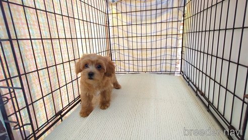 成約済の茨城県のミックス犬-324821の5枚目