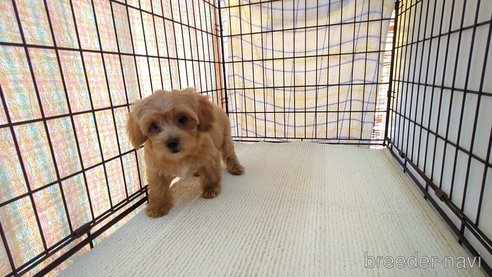 成約済の茨城県のミックス犬-324821の4枚目