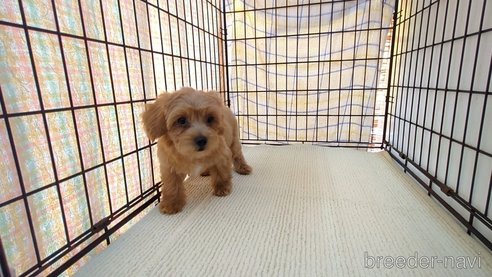 成約済の茨城県のミックス犬-324821の3枚目