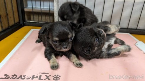 成約済の北海道のチワワ(ロングコート)-332367の2枚目