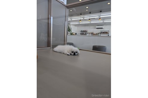 成約済の北海道のペキニーズ-328623の2枚目
