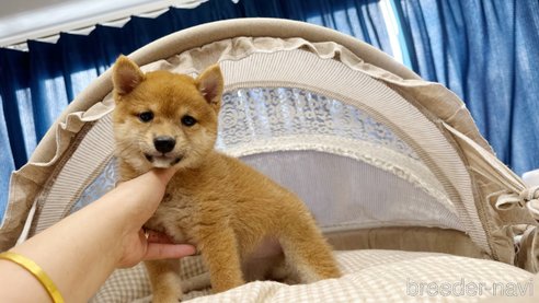 成約済の東京都の豆柴-332385の5枚目