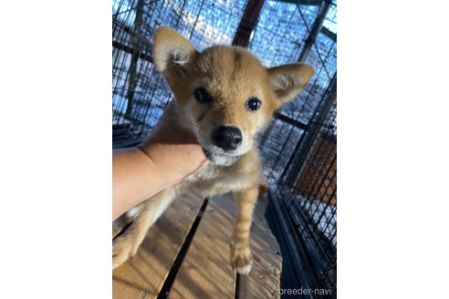 成約済の広島県の柴犬-324100の3枚目