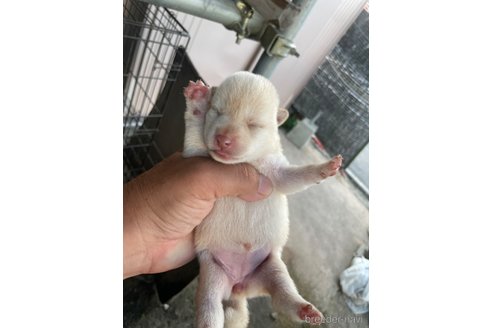 成約済の広島県の柴犬-332388の3枚目