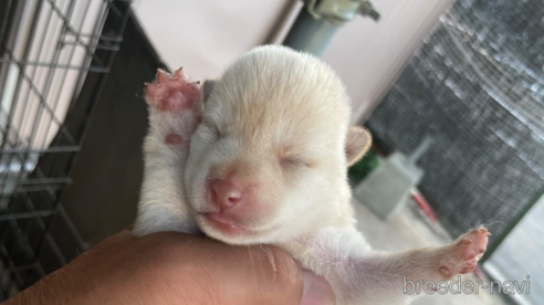 成約済の広島県の柴犬-332388の2枚目