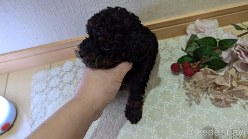 成約済の広島県のタイニープードル-325919の51枚目
