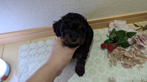 成約済の広島県のタイニープードル-325919の53枚目