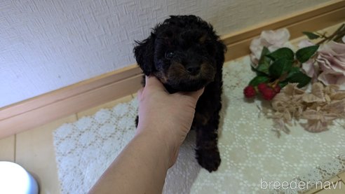 成約済の広島県のタイニープードル-325919の54枚目