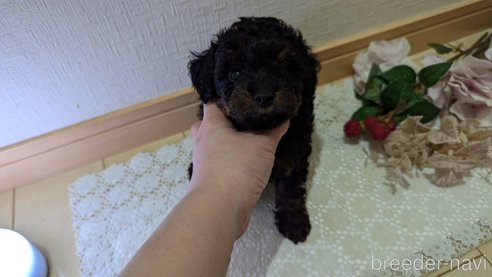 成約済の広島県のタイニープードル-325919の50枚目