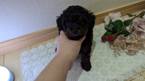 成約済の広島県のタイニープードル-325919の49枚目