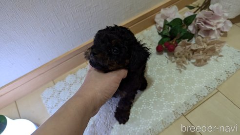 成約済の広島県のタイニープードル-325919の48枚目