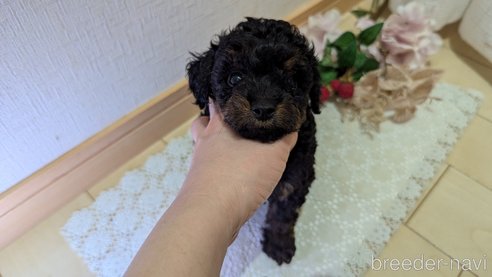 成約済の広島県のタイニープードル-325919の46枚目