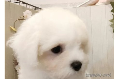 成約済の愛知県のビションフリーゼ-326960の4枚目