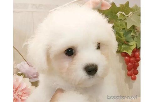 成約済の愛知県のビションフリーゼ-326960の2枚目