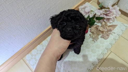 成約済の広島県のトイプードル-325914の35枚目