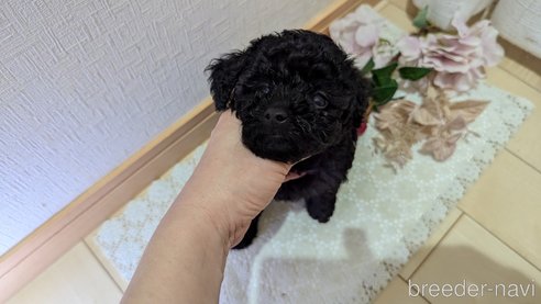 成約済の広島県のトイプードル-325914の34枚目