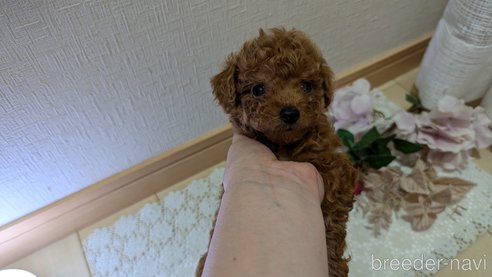 成約済の広島県のタイニープードル-325925の129枚目