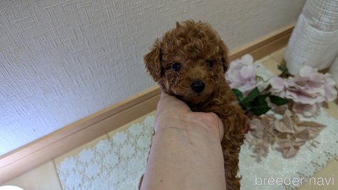 成約済の広島県のタイニープードル-325925の130枚目
