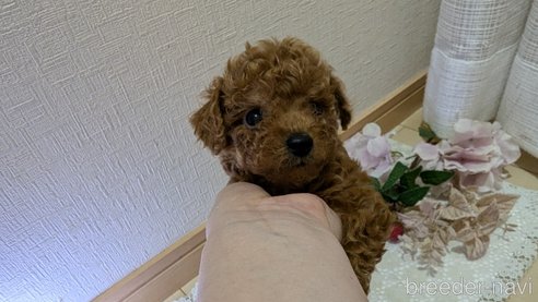 成約済の広島県のタイニープードル-325925の131枚目