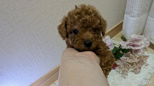 成約済の広島県のタイニープードル-325925の127枚目