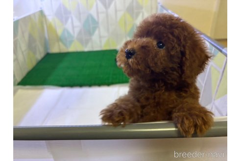 成約済の東京都のタイニープードル-329994の2枚目