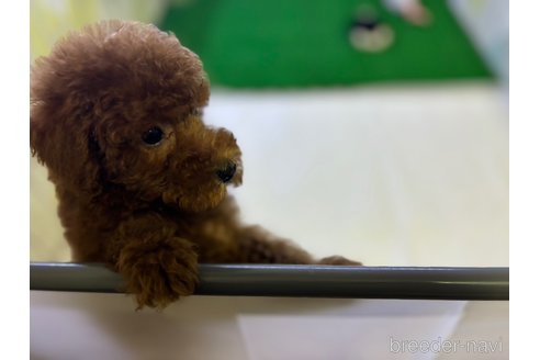 成約済の東京都のタイニープードル-329994の3枚目