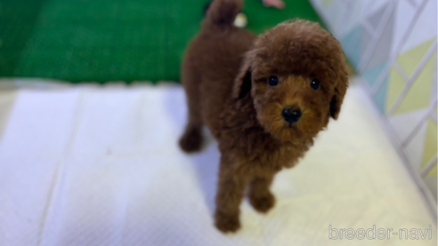 成約済の東京都のタイニープードル-329994の1枚目